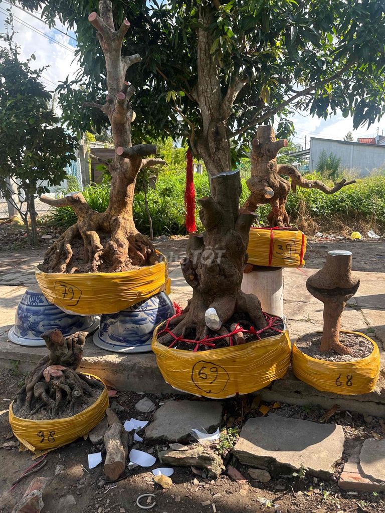 Mai Bonsai Cây cảnh. Mua bán Cây cảnh, đồ trang trí tại Huyện Long Hồ Vĩnh Long được đăng bởi Nguyễn Bảo hình 1