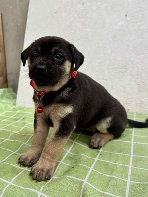 ROTTWEILER F1 – TO CON, MÓNG ĐEO KÉP. Mua bán Chó tại Quận Bình Tân Tp Hồ Chí Minh được đăng bởi nguyễn huệ