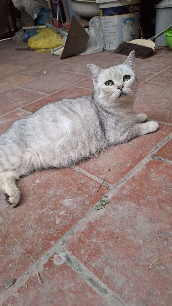 đàn aln 5 mẹ con. Mua bán Mèo tại Quận Hoàng Mai Hà Nội được đăng bởi Thu Sẽ Gầy hình 1