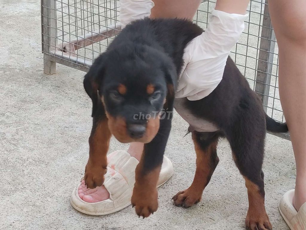 ĐN.Rottweiler Con 2 Mũi. Mua bán Chó tại Thành phố Dĩ An Bình Dương được đăng bởi Nhân Rottweiler  hình 2