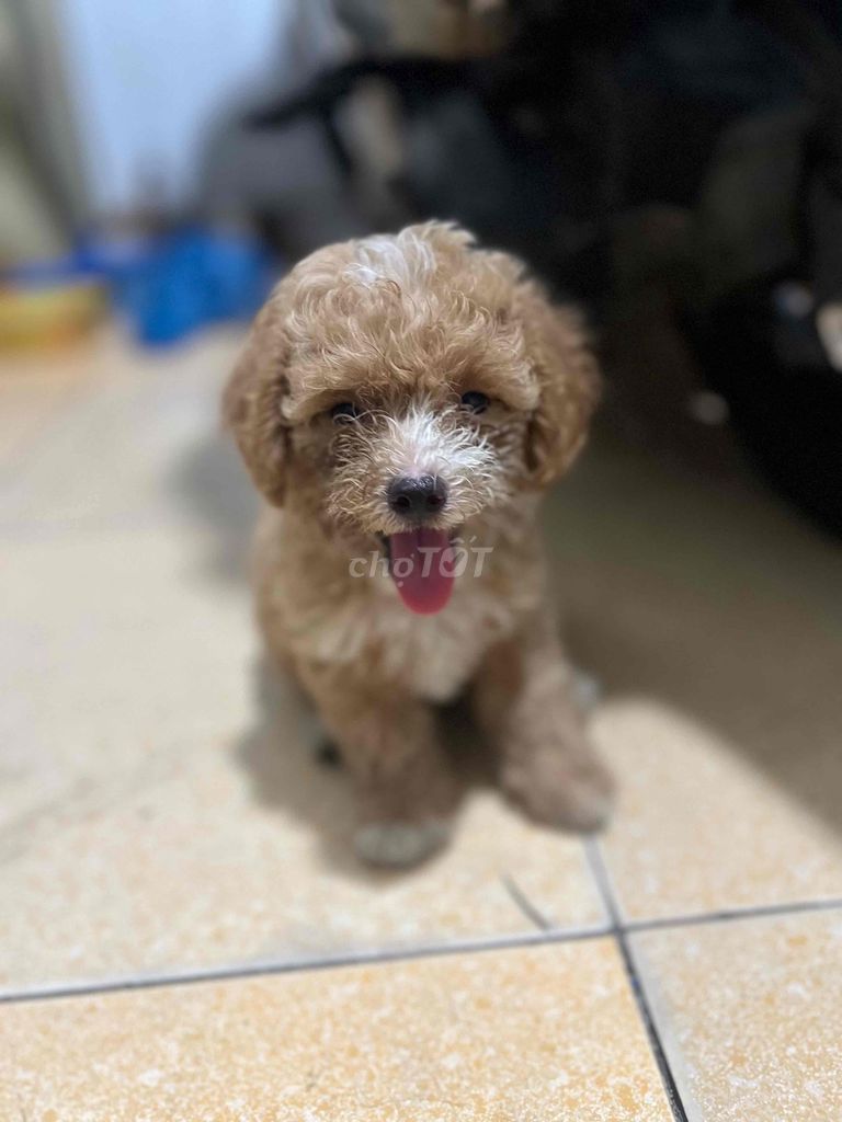 Chó Poodle Vàng mơ 50 ngày tuổi. Mua bán Chó tại Thị xã Bến Cát Bình Dương được đăng bởi Lang Thị Mai  hình 1