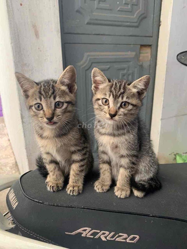 Mèo Lai Anh gần 3 tháng. Mua bán Mèo tại Quận Long Biên Hà Nội được đăng bởi Mai Anh Mèo hình 1