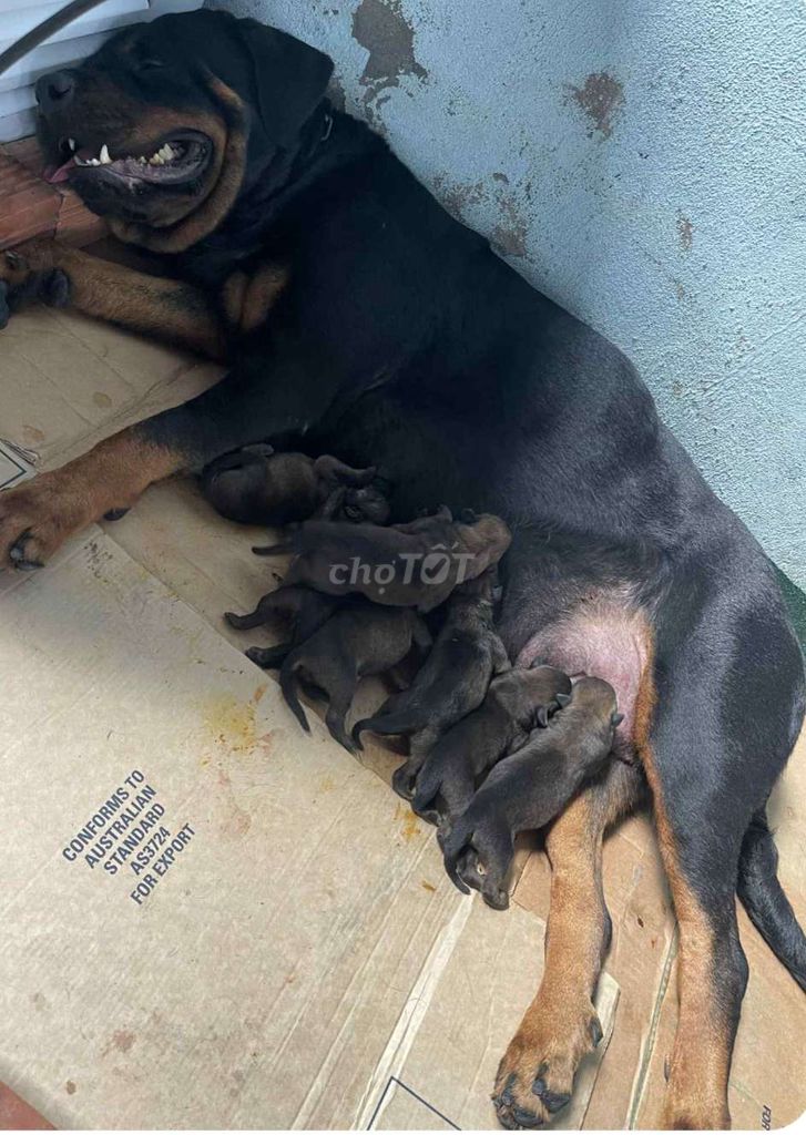 Chó Rottweiler lai Bécgie Bỉ cái. Mua bán Chó tại Huyện Bình Chánh Tp Hồ Chí Minh được đăng bởi Anh nông dân da đen hình 1