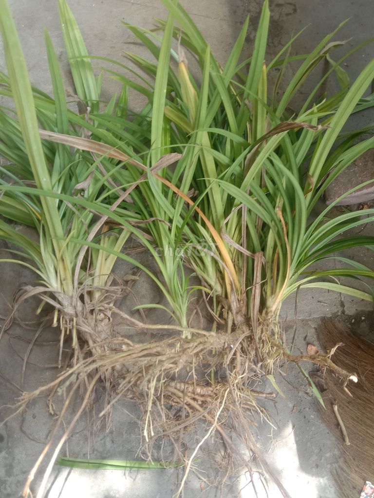 Cây giống Dứa Phong Điền. Mua bán Cây cảnh, đồ trang trí tại Huyện Phong Điền Cần Thơ được đăng bởi Trung hình 1