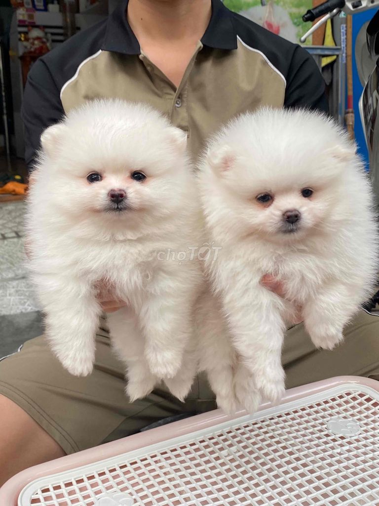 chó pom thuần chủng. Mua bán Chó tại Quận Thanh Khê Đà Nẵng được đăng bởi SiSi Pet Shop hình 2