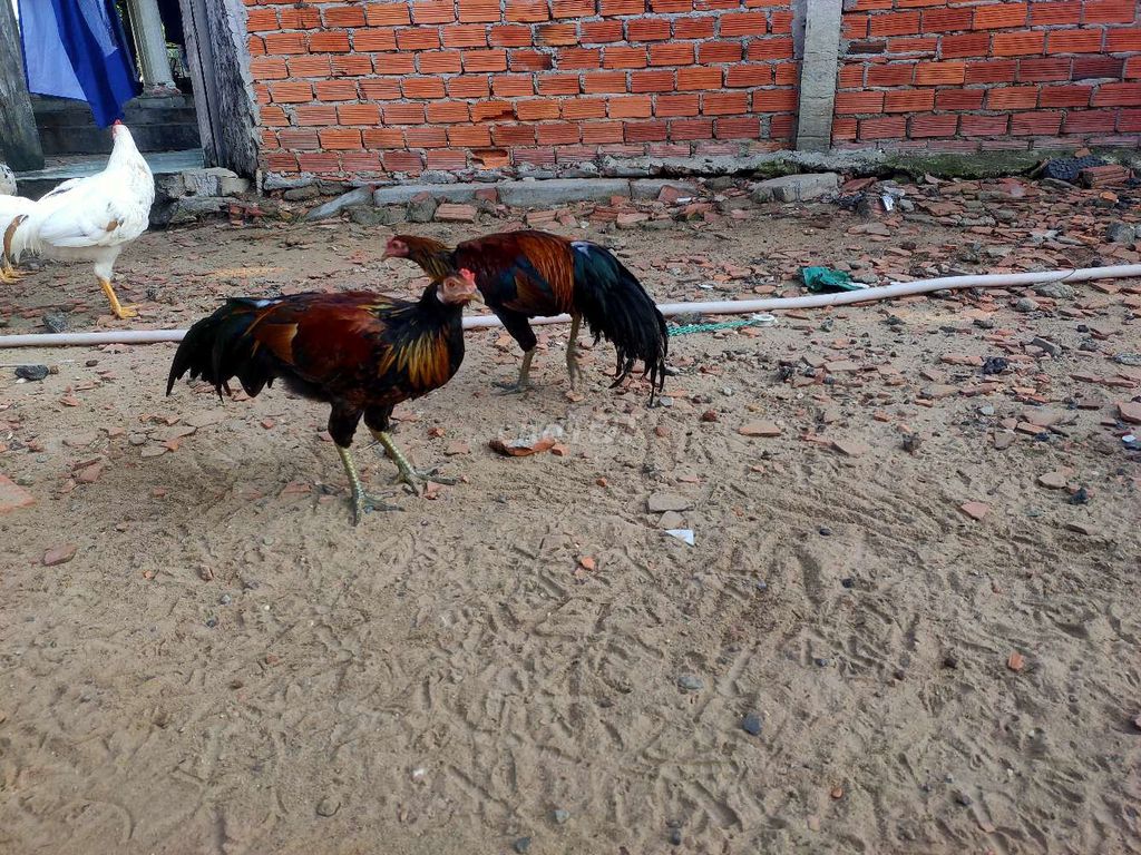 Gà cảnh giống tốt đực nhiều màu. Mua bán Gà tại Huyện Củ Chi Tp Hồ Chí Minh được đăng bởi Đăng Văn Phước hình 1