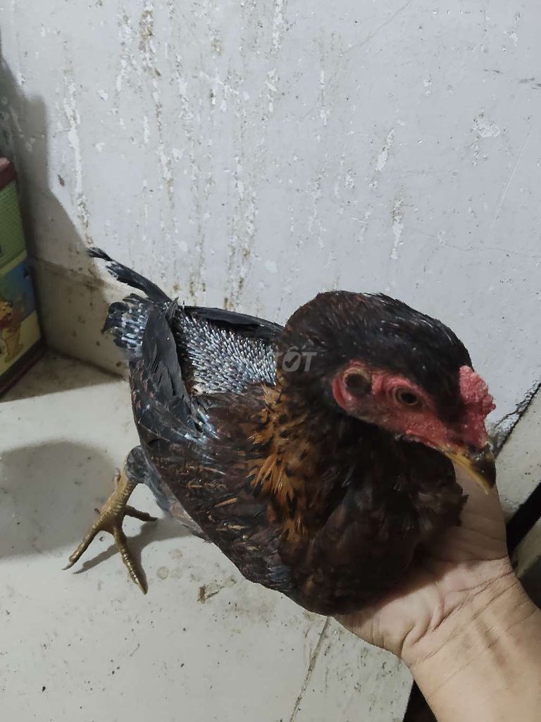 Điều mái lại hơn 3 tháng. Mua bán Gà tại Quận Tân Bình Tp Hồ Chí Minh được đăng bởi Tài hình 1