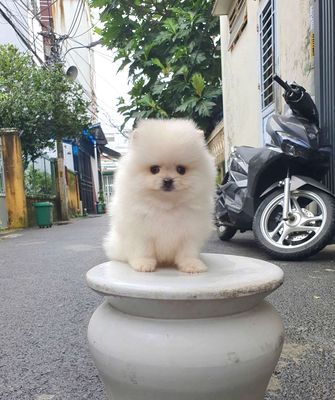 Chó Pomeranian Poodle Trắng Nâu. Mua bán Chó tại Quận Thanh Khê Đà Nẵng được đăng bởi Quỳnh Trang Petshop