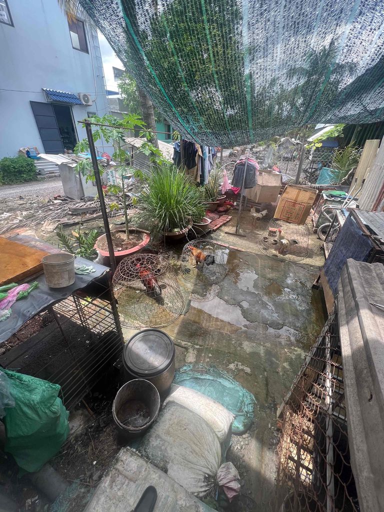 Cặp gà trống đang lớn