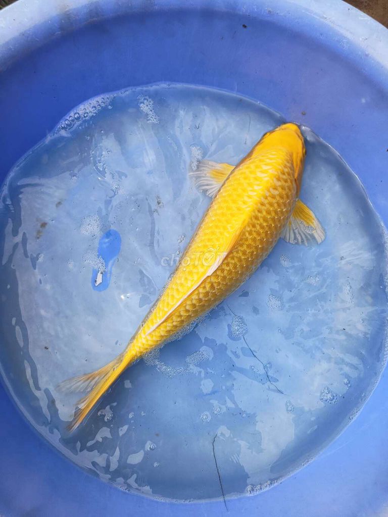 Cá Koi F1 Vàng Trắng Cam 40-45cm. Mua bán Thú cưng khác tại Quận Bình Tân Tp Hồ Chí Minh được đăng bởi trân phúc hình 1