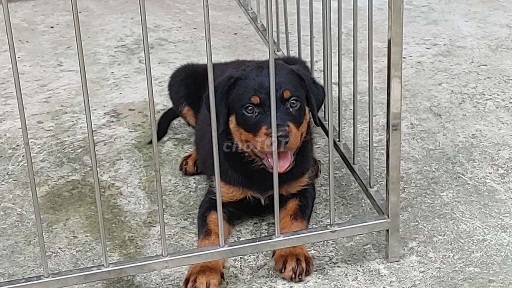 Chó Rottweiler.Chuẩn TN