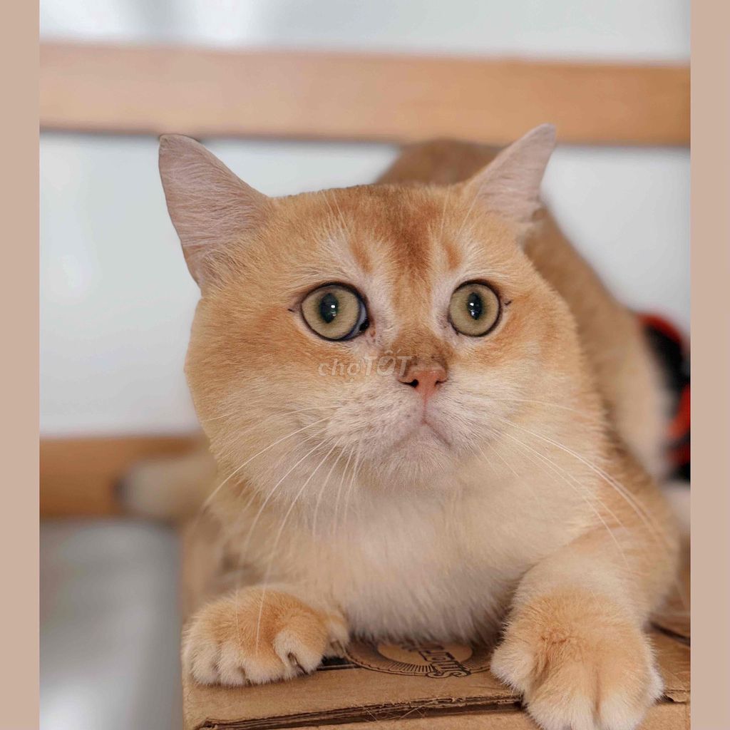 Mèo Golden đực. Mua bán Mèo tại Quận Tân Bình Tp Hồ Chí Minh được đăng bởi Thuý Vy hình 1