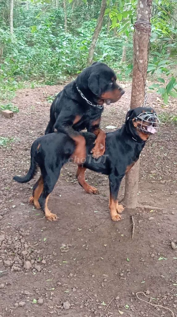 Chó Rottweiler đực 2.5 tuổi. Mua bán Chó tại Huyện Trảng Bom Đồng Nai được đăng bởi Trần Văn lưu hình 1