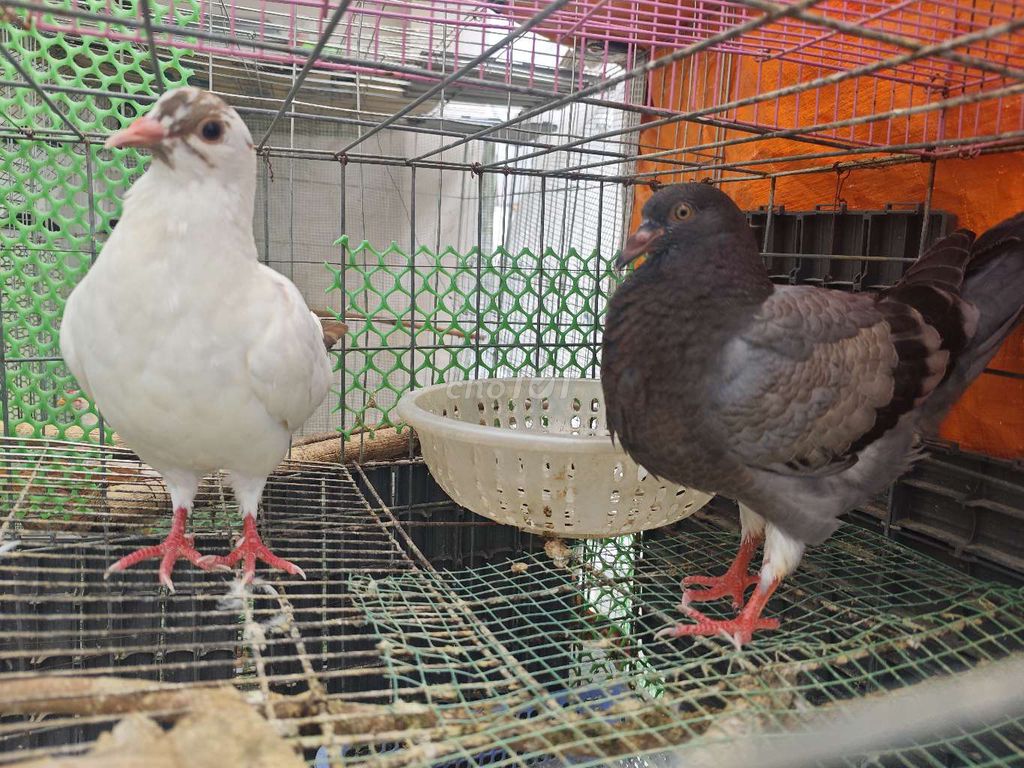 Bồ câu gà lai thanh lý. Mua bán Chim tại Quận Tân Bình Tp Hồ Chí Minh được đăng bởi Song Doan hình 1