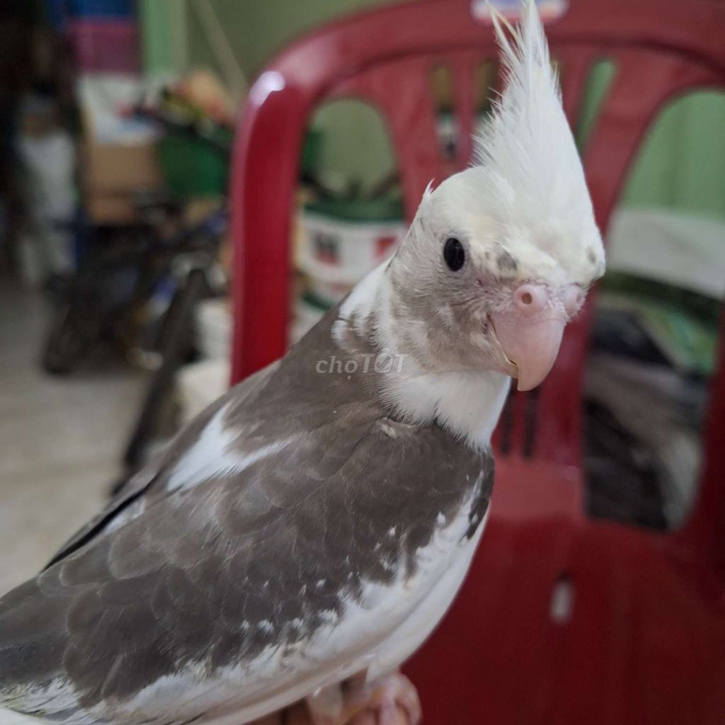 COCKATIEL TRỐNG 99%