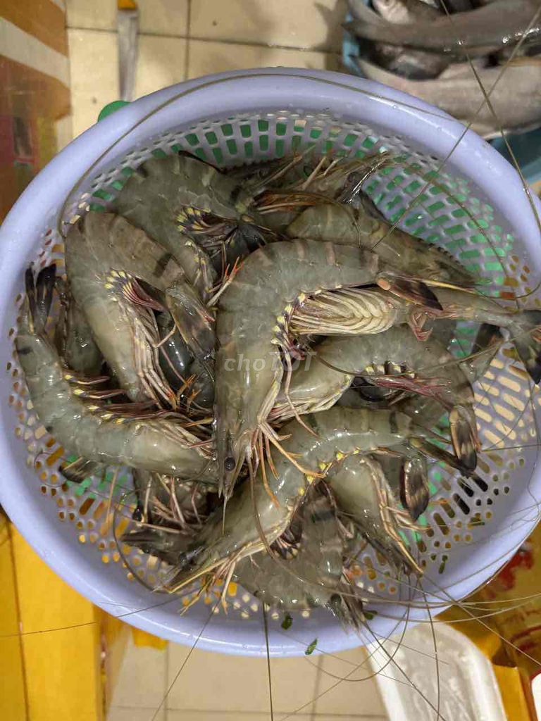 Tôm sú lớn tươi ngon - Hàng Thiên Nhiên Cà Mau. Mua bán Đồ ăn, thực phẩm và các loại khác tại Quận Tân Bình Tp Hồ Chí Minh được đăng bởi Trần Hoàng Tấn hình 1
