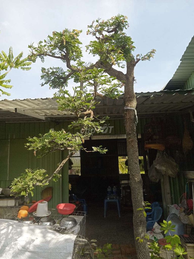 Me Thái Tây ninh. Mua bán Cây cảnh, đồ trang trí tại Huyện Trảng Bàng Tây Ninh được đăng bởi Trại Dế mèn An Đước hình 1