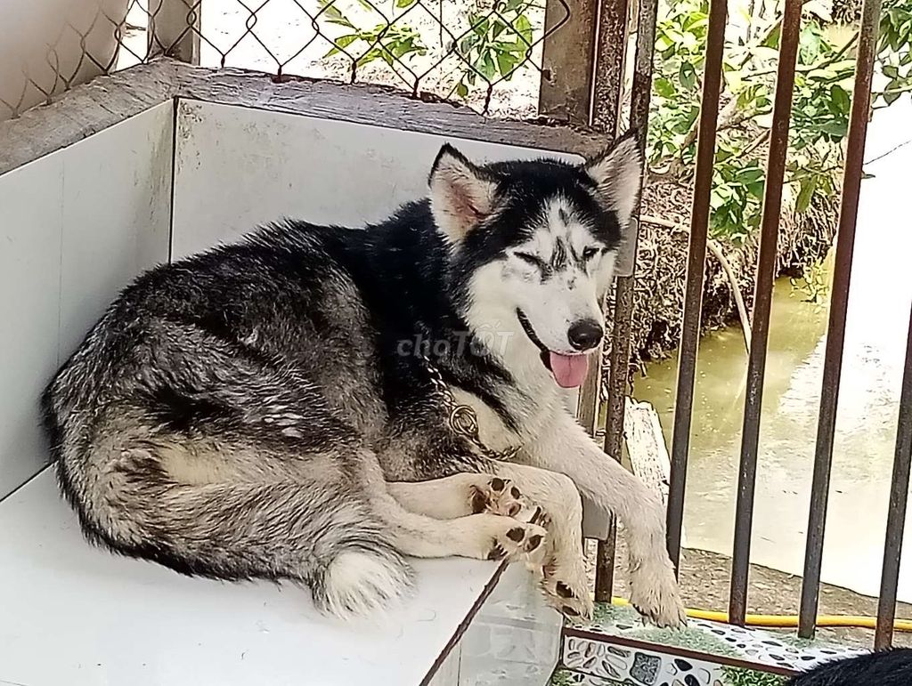 Chó Husky Cái Đen trắng đã sinh sản Hiền lành. Mua bán Chó tại Thành phố Thủ Đức Tp Hồ Chí Minh được đăng bởi Nhân Rottweiler  hình 1