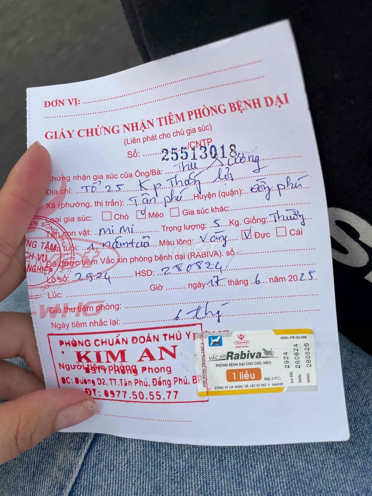 MÈO LAI GOLDEN MÀU VÀNG