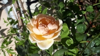 I am roses - 0903853509