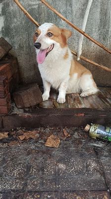 2 pé Corgi Nâu trắng