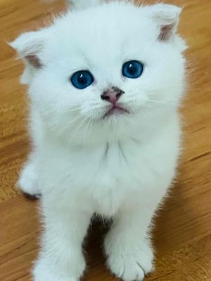 Bán mèo ALN ALD mắt xanh da trời
