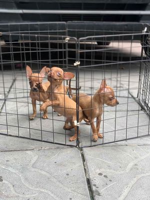 Chó Chihuahua nhỏ Nâu vàng đã tiêm phòng
