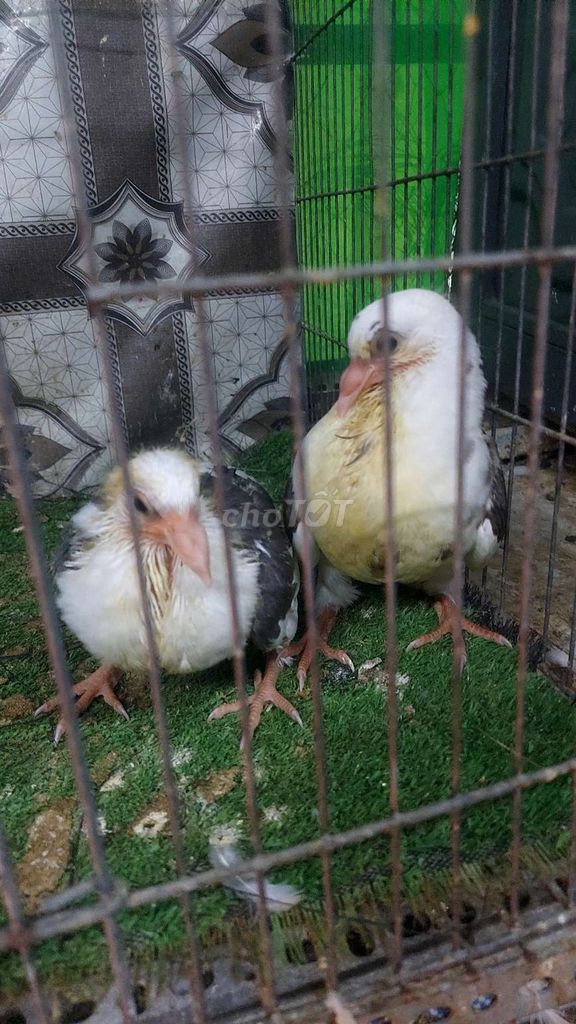 Thái cánh màu con. Mua bán Chim tại Quận Bình Tân Tp Hồ Chí Minh được đăng bởi VINH  hình 1