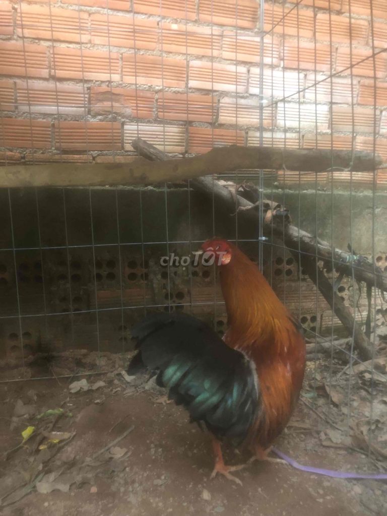 Gà Nâu đen. Mua bán Gà tại Thị xã Tân Uyên Bình Dương được đăng bởi Thái Trần hình 1