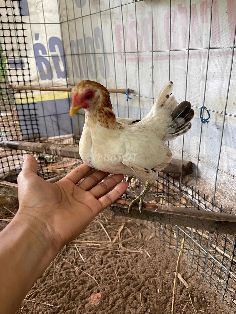 Gà tre nhiều màu cả hai. Mua bán Gà tại Huyện Trà Cú Trà Vinh được đăng bởi Choi hình 1