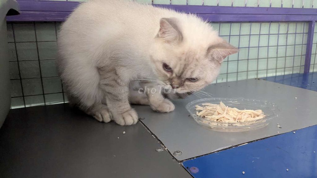 Tìm chủ.cái. Đang gào. Mua bán Mèo tại Quận 12 Tp Hồ Chí Minh được đăng bởi vạn sự tùy duyên  hình 1