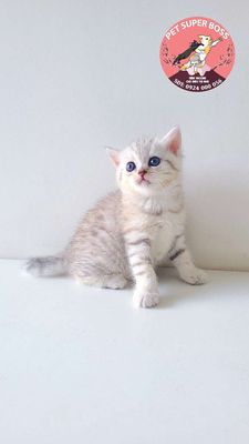Bé gái Silver Tabby gen bố mẹ sịn 🐱❤️ (ảnh cuối). Mua bán Mèo tại Quận Bình Thạnh Tp Hồ Chí Minh được đăng bởi Khanh Xu