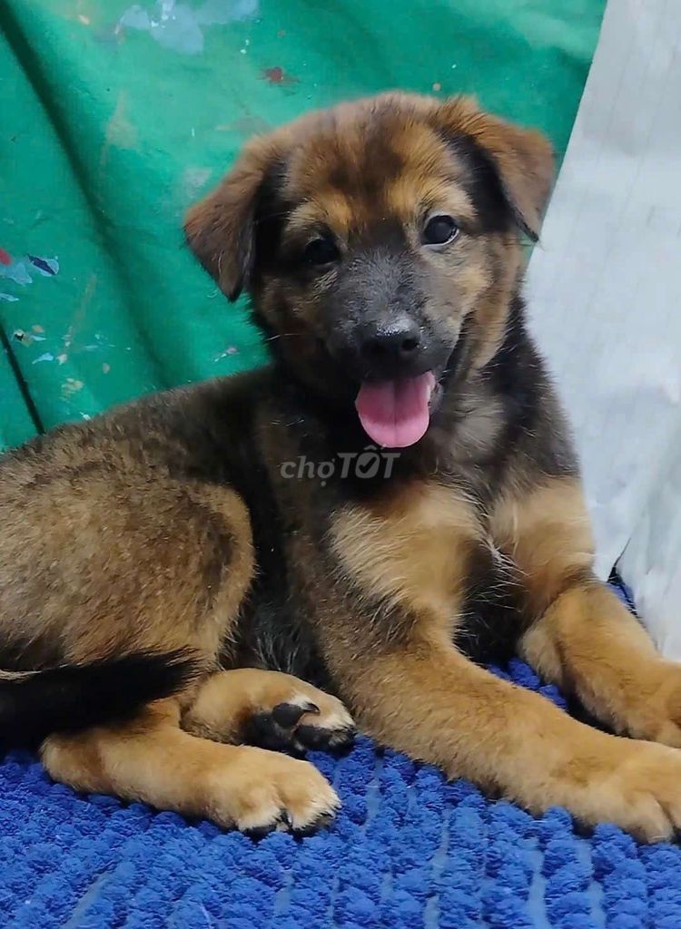 Chó Becgie trưởng thành 35kí coi nhà giỏi . Mua bán Chó tại Quận Bình Tân Tp Hồ Chí Minh được đăng bởi Nguyễn Hằng hình 1