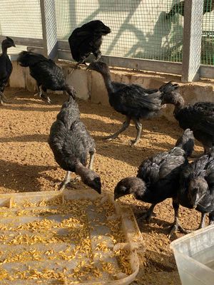 Gà mặt quỷ hay là gà đen indo. Mua bán Gà tại Huyện Nhà Bè Tp Hồ Chí Minh được đăng bởi nguyen minh quang