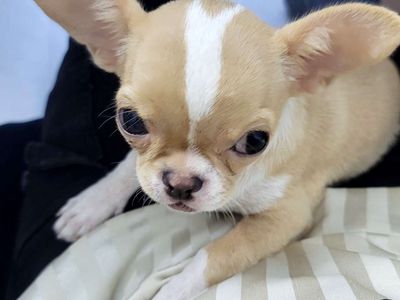 Chihuahua thuần chủng 5 tháng tuổi cực đáng yêu