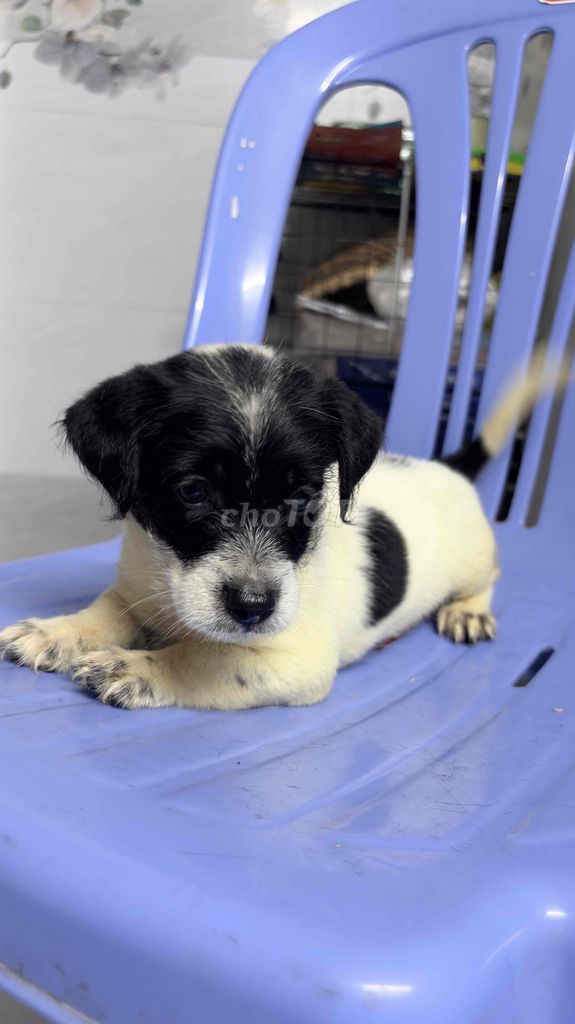 Chó Cỏ lùn lai Poodle Đực. Mua bán Chó tại Huyện Hóc Môn Tp Hồ Chí Minh được đăng bởi Thanh Trà hình 1
