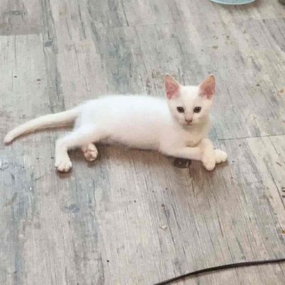 Tìm Nhà Mới Cho 3 Bé Mèo Con Anh Lông Dài x Bengal. Mua bán Mèo tại Quận Hà Đông Hà Nội được đăng bởi Hoàng Đức