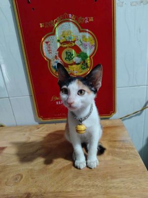 Bé mèo ba tư tam thể màu trắng vàng đen lòng ngắn. Mua bán Mèo tại Quận 12 Tp Hồ Chí Minh được đăng bởi Đời Là Vô Thường