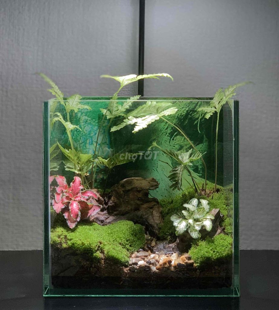 BỂ TERRARIUM CẠN TRỒNG CÂY ĐỂ BÀN