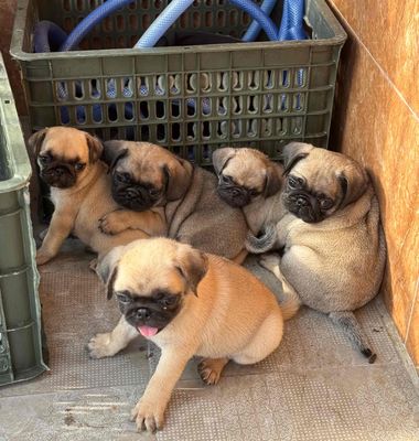 pug mặt xệ chỉ từ 2tr809. Mua bán Chó tại Quận Cẩm Lệ Đà Nẵng được đăng bởi Anh Pet Shop