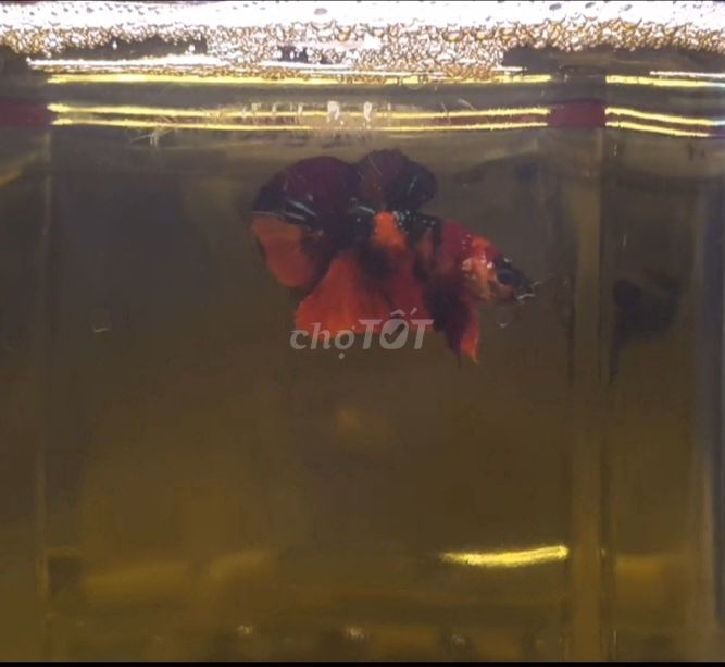 Cá betta nemo galaxy đa sắc khỏe mạnh chỉ 20k một. Mua bán Thú cưng khác tại Thành phố Thủ Dầu Một Bình Dương được đăng bởi Lý Nguyễn Thị hình 1