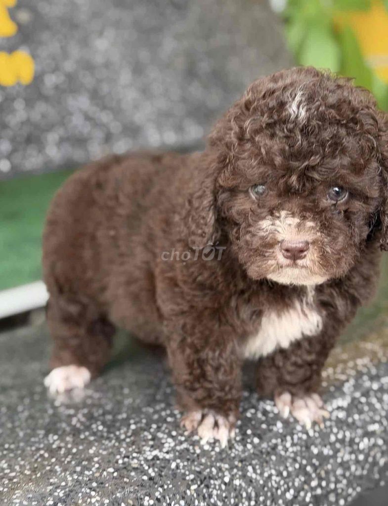 Bán poodle ở shop 130 đường 2/9 hải châu đn. Mua bán Chó tại Quận Hải Châu Đà Nẵng được đăng bởi Chó Cảnh Đà Nẵng 130 đường 2 9  hình 1