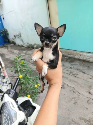 bán chó Chihuuhuu thuần chủng. Mua bán Chó tại Thành phố Thủ Đức Tp Hồ Chí Minh được đăng bởi Vũ Nguyễn 