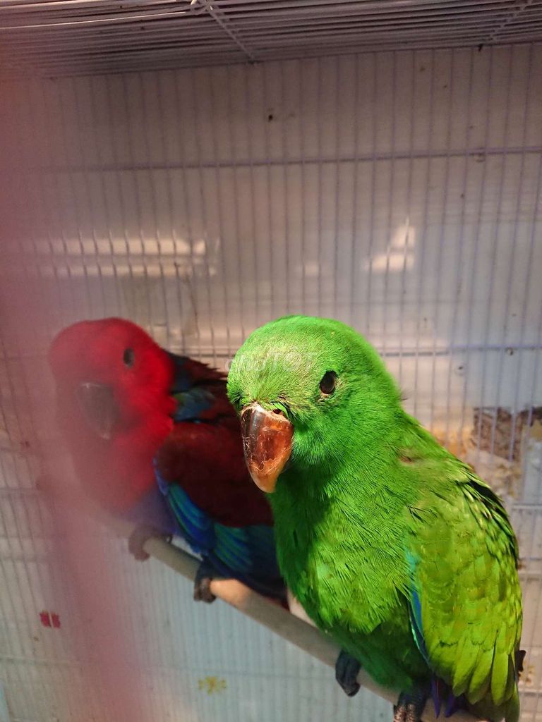 CẶP ECLECTUS ĐANG TẬP ĂN