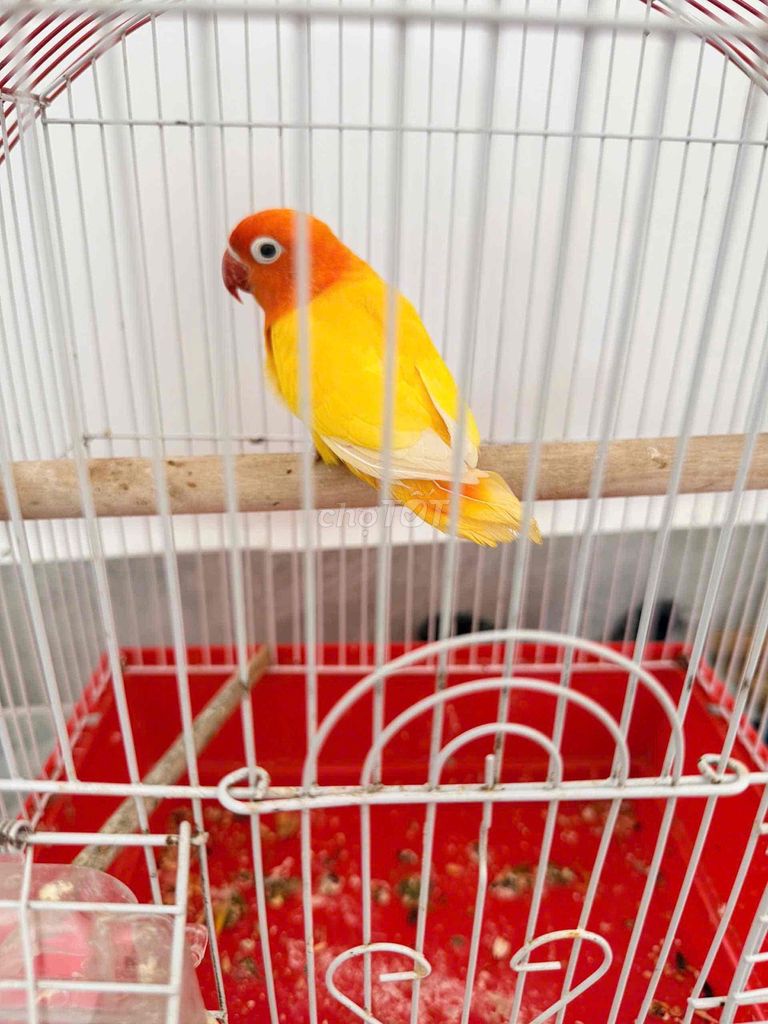 vẹt lovebirr ss. Mua bán Chim tại Quận Bình Tân Tp Hồ Chí Minh được đăng bởi Nguyễn Xuân đạt  hình 1