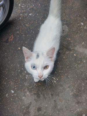 Mèo trắng 2 mầu mắt