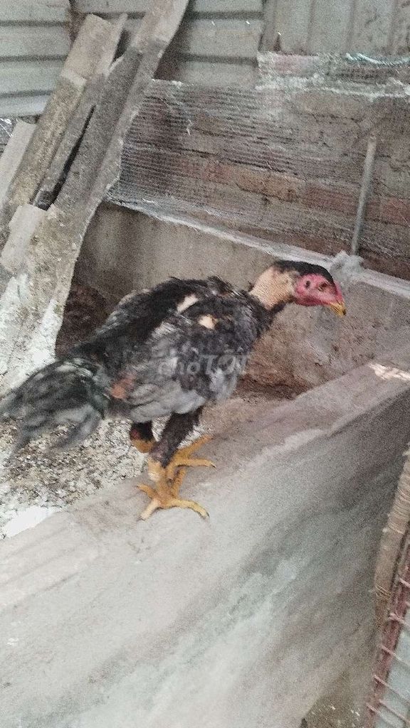 Gà chọi trống Choai Hà Nội. Mua bán Gà tại Huyện Đông Anh Hà Nội được đăng bởi Trại Gà Tre Gà Chọi Hà Nội hình 1