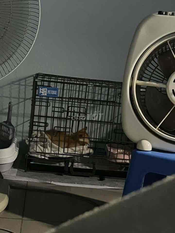 Lồng PETCAGE Tĩnh điện Vân đá Đã sử dụng. Mua bán Phụ kiện, Thức ăn, Dịch vụ tại Quận 12 Tp Hồ Chí Minh được đăng bởi Nguyen Huynh Nhu hình 1