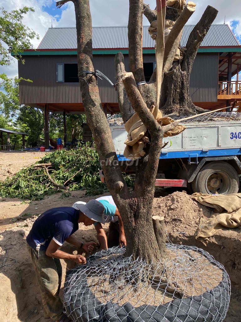 Cây cảnh Lêkima Cây to cao. Mua bán Cây cảnh, đồ trang trí tại Thành phố Tuy Hòa Phú Yên được đăng bởi Phan tấn đạt  hình 1