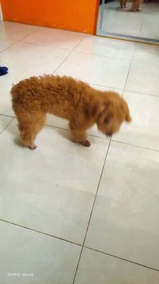 Chó Poodle Cái Nâu